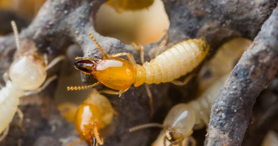 WDO Termite Inspection