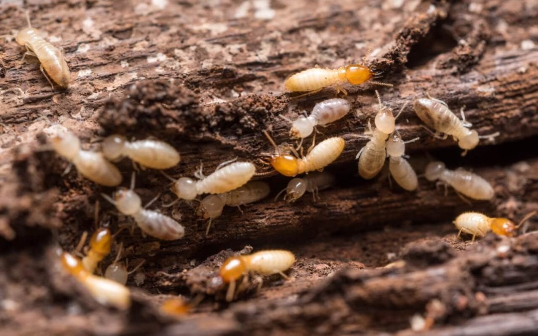 Damaged wood is one of the more obvious signs of termites