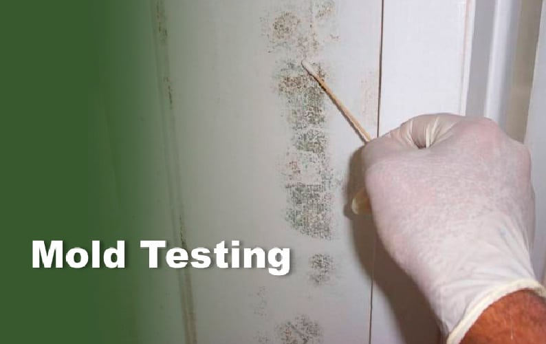 Mold Resized Mobile Home Inspection